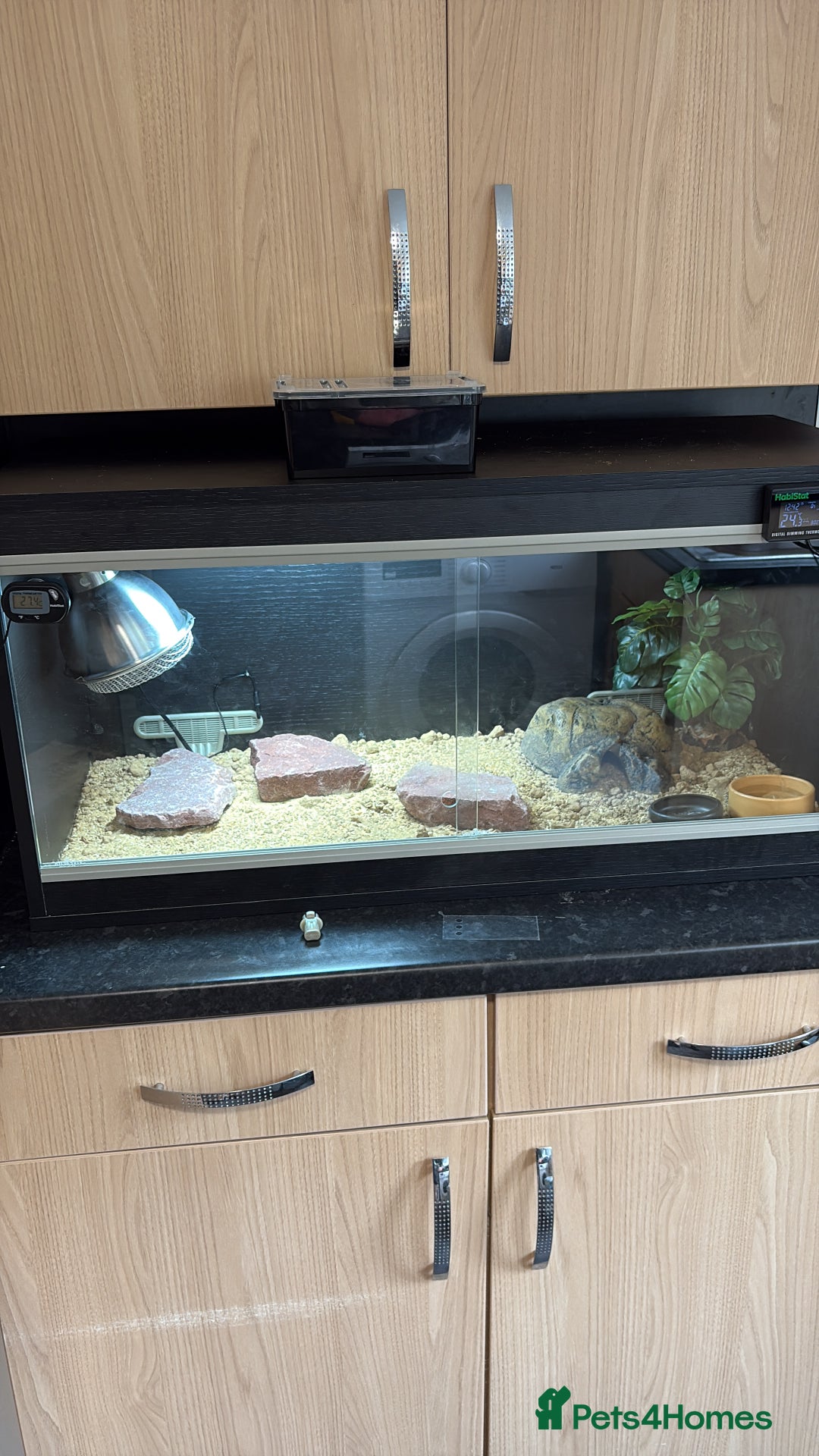 Leopard Gecko reptiles for sale: Leopard Gecko under 6 months old  - Advert 6