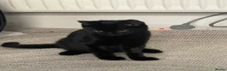 Mixed Breed cats for sale: Kitten 1 & Kitten 2 in Wallingford - Advert 20