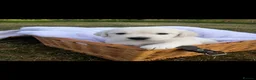 Golden Retriever dogs for sale: KC Registered Golden Retriever Puppies - Advert 3