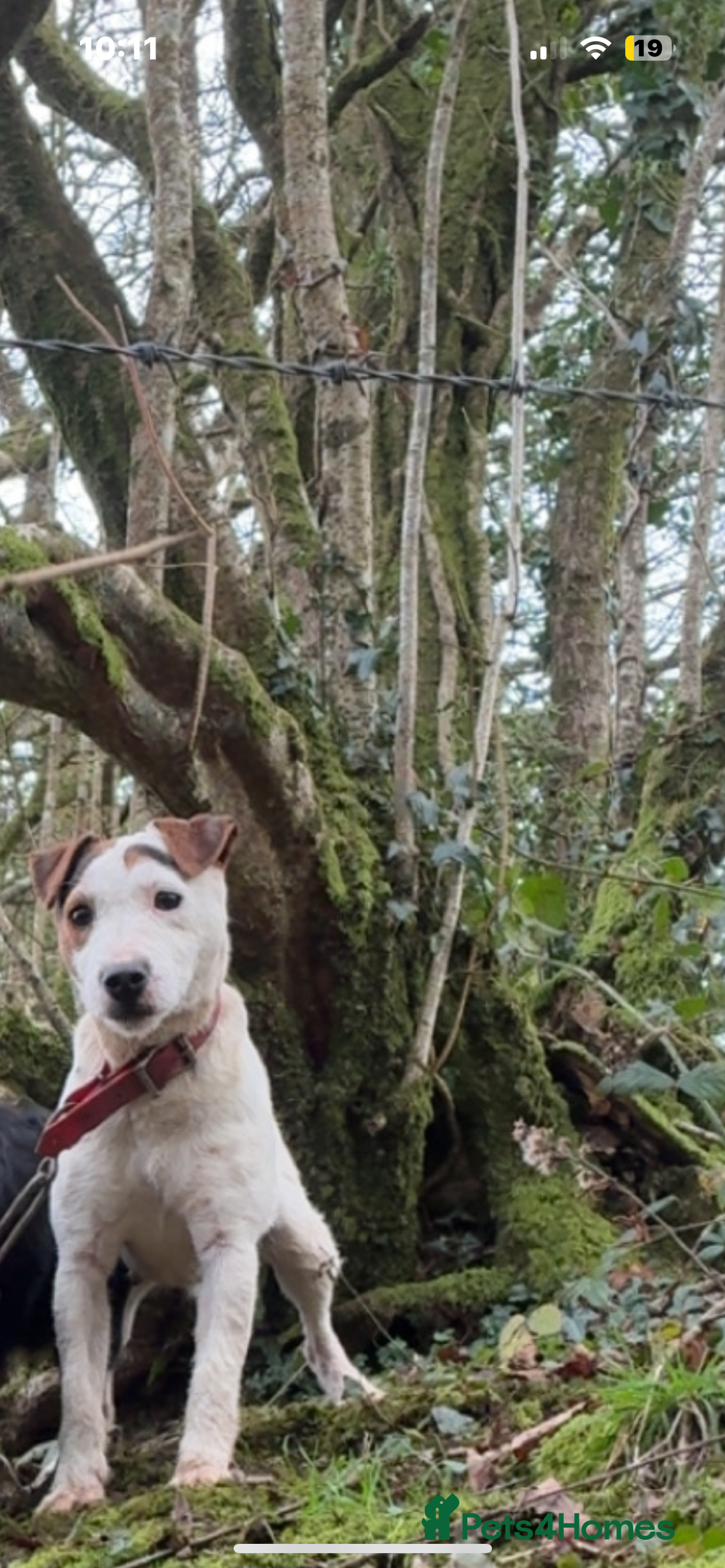 Jack Russell dogs for sale: Female jack Russel  - Advert 4