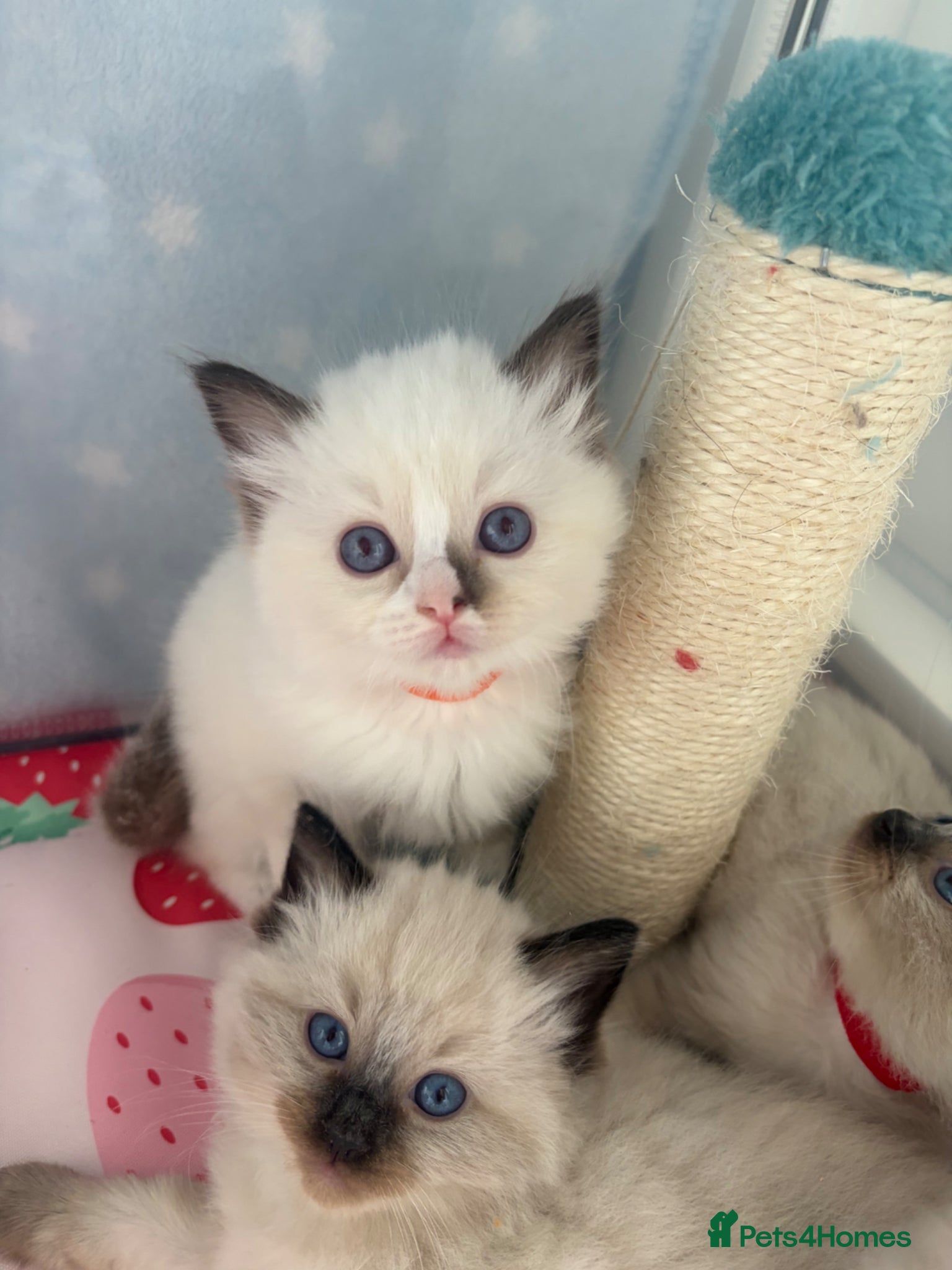 Ragdoll cats LAST Girls HCM and PKD clear - Advert 20