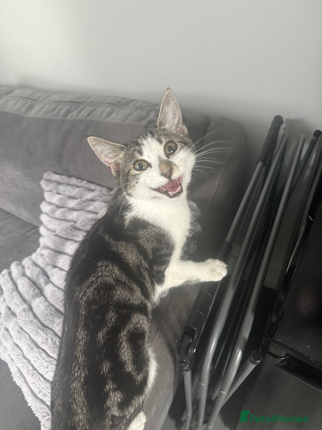 Mixed Breed cats for sale: Phoebe, 10 Months Old 🐾 🩷 - Advert 18