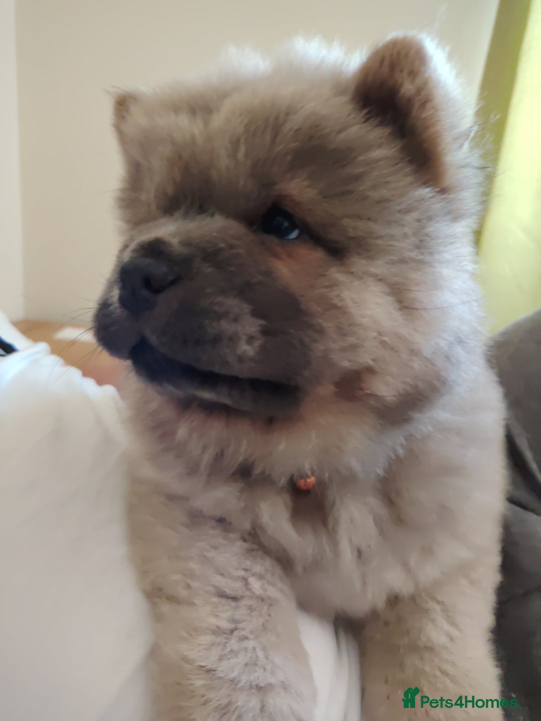 Chow Chow dogs for sale:  KC registered Chow Chow puppies for sale.🤗 - Image 9