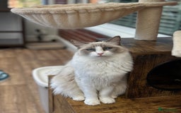 Ragdoll cats for sale: Gorgeous litter of bicolour kittens GCCF reg - Image 17