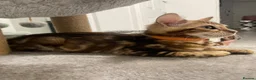 Bengal cats for sale: Bengal kittens  - Advert 5
