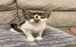 Mixed Breed cats for sale: Last half bengal baby boy 💕 - Image 7
