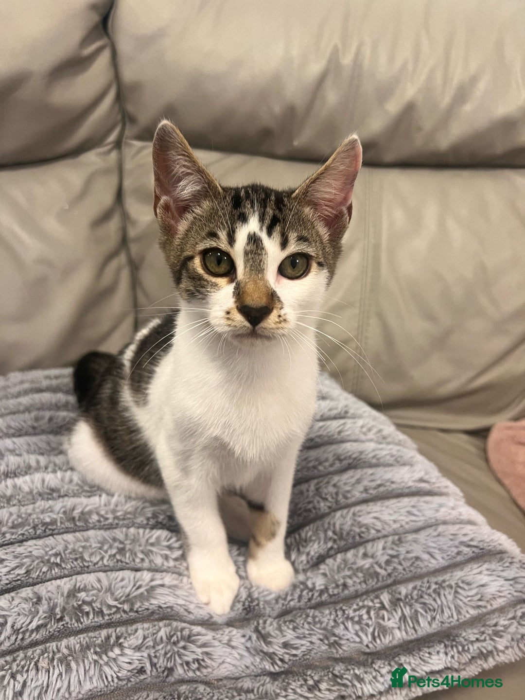 Mixed Breed cats for sale: Last half bengal baby boy 💕 - Image 7