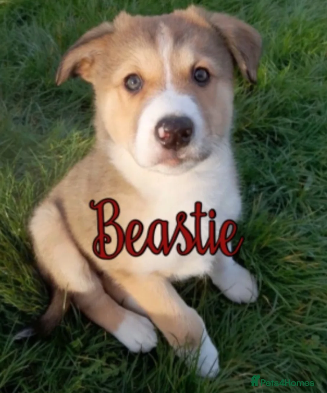 Mixed Breed dogs for sale: Beautiful Babies  in Basildon - Advert 1