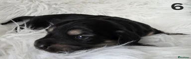 Miniature Dachshund Puppy 6
