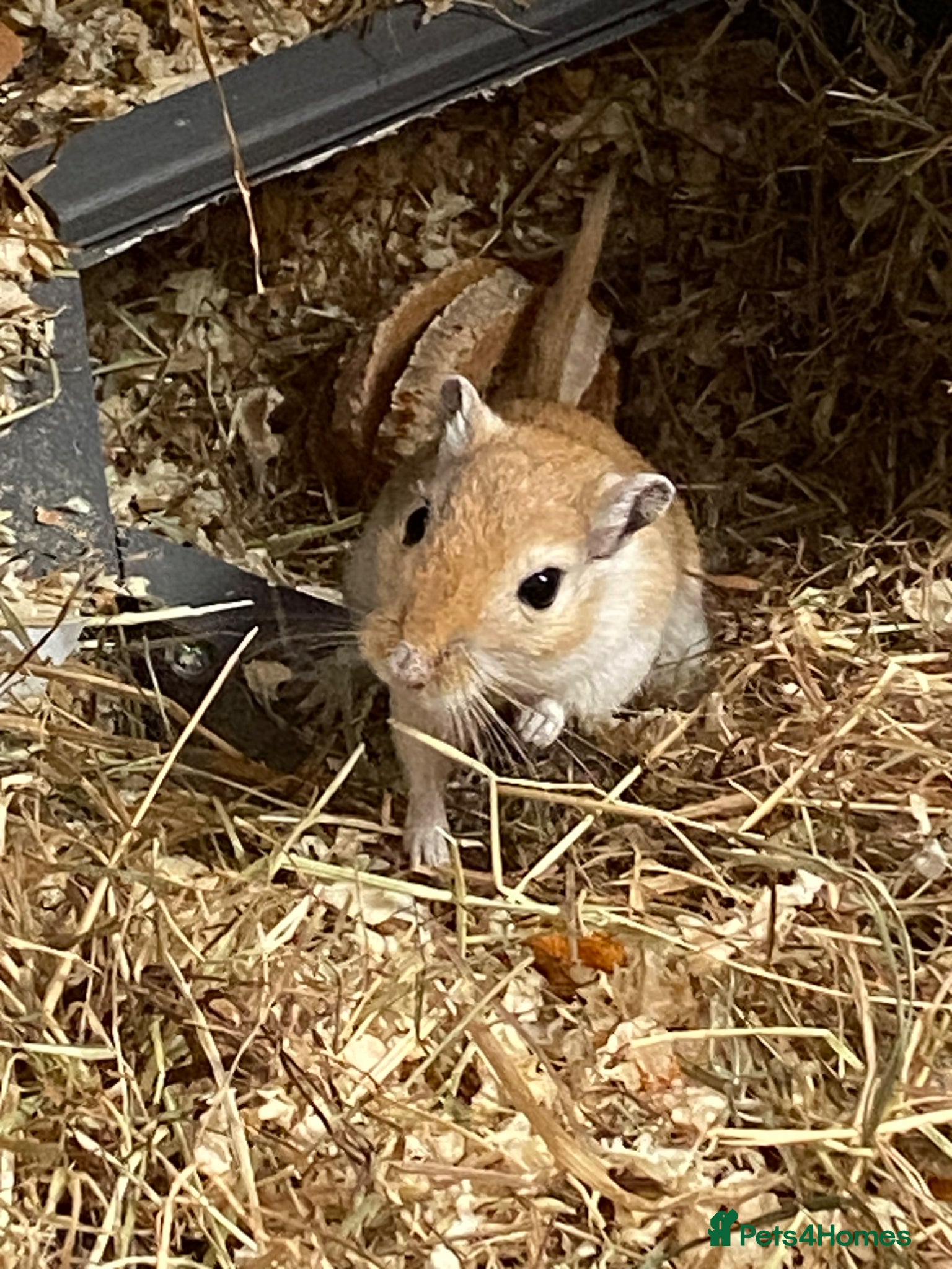 Gerbil rodents for sale: 2 female gerbils for sale  in Telford - Advert 9