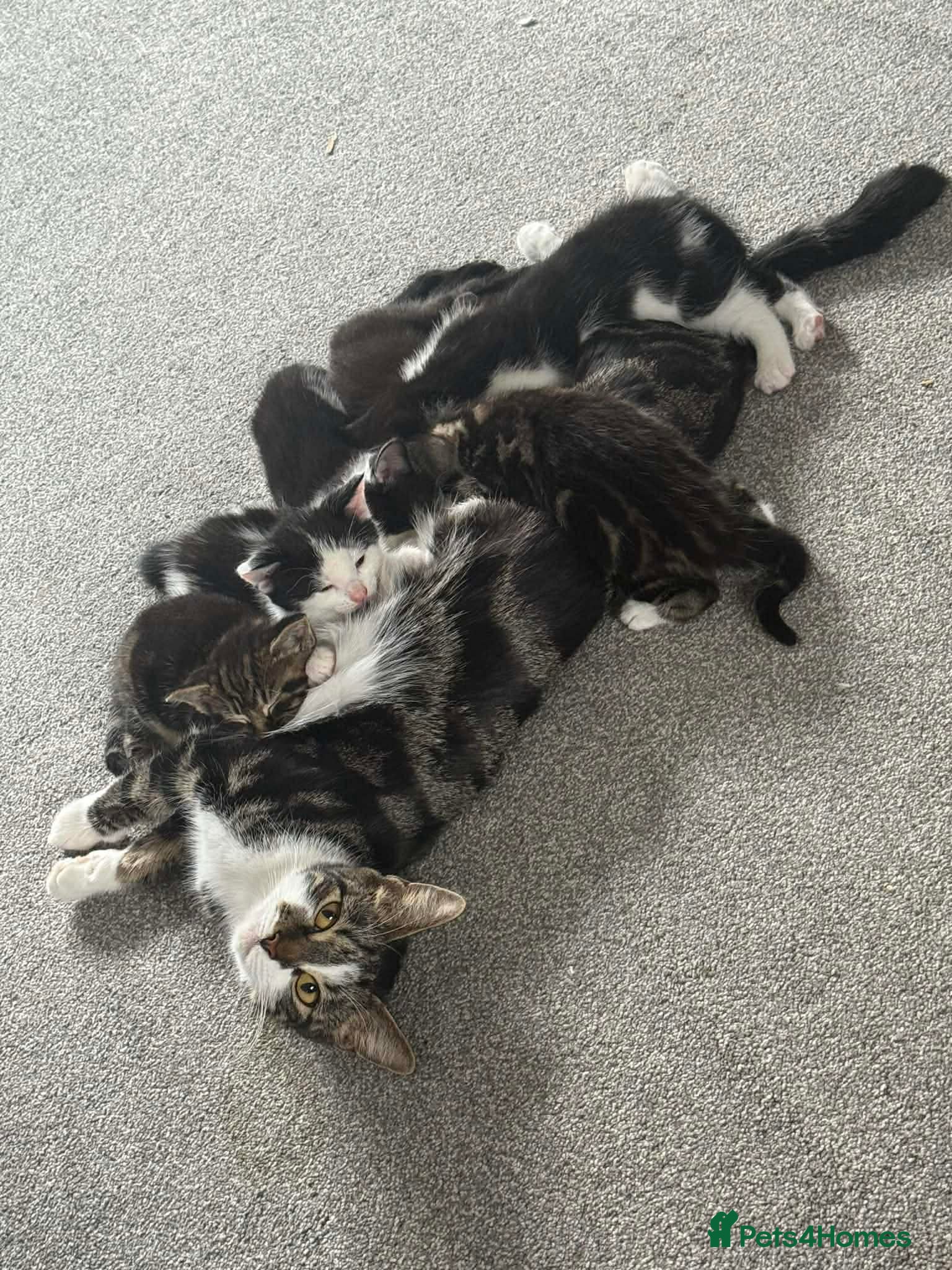 Mixed Breed cats 4 kittens looking for there forever homes  - Advert 1