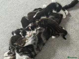 Mixed Breed cats 4 kittens looking for there forever homes - Advert 1