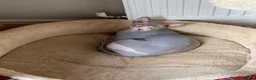 Sphynx cats for sale: Beautiful male sphynx cat - Advert 4