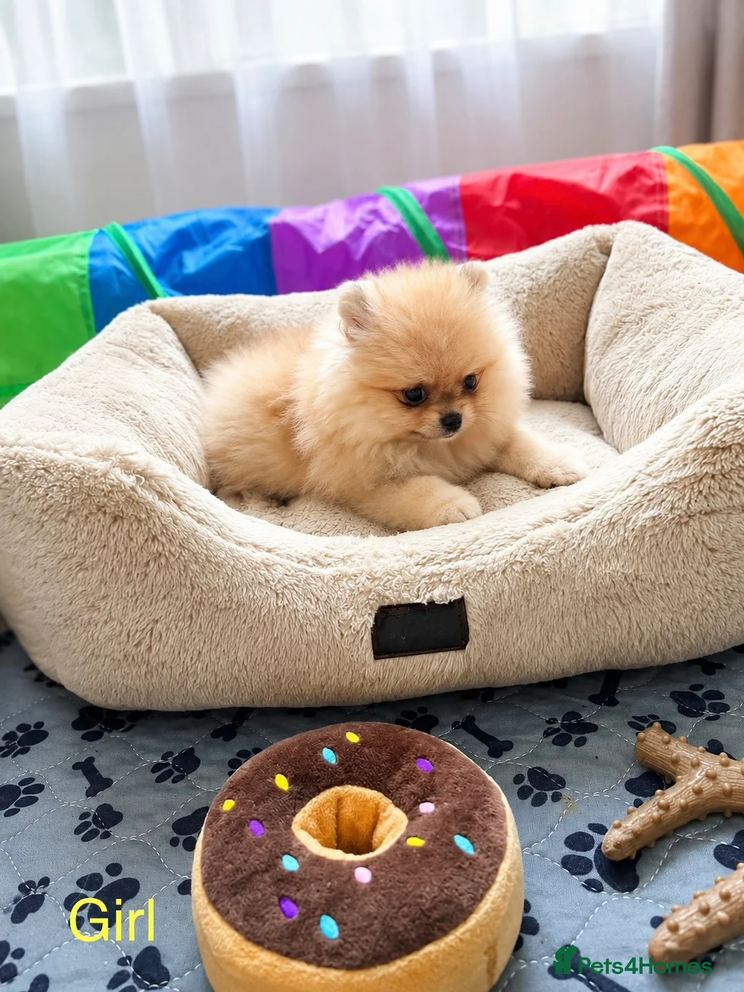 Pomeranian dogs for sale: Outstanding Quality Teddy Bears 🧸  - Advert 13