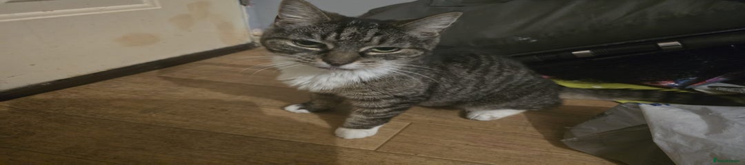 Domestic Shorthair Kitten 2