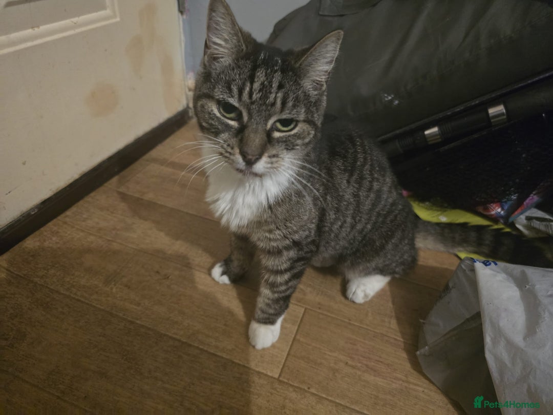 Domestic Shorthair cats for sale: Rehoming - Image 2