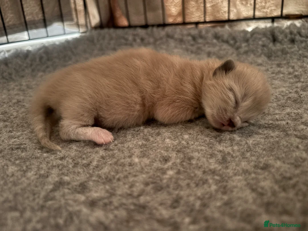 Ragdoll cats for sale: Ragdoll kitten  - Advert 2