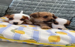 Jack Russell dogs for sale: Miniature Jack Russell puppies - Image 10