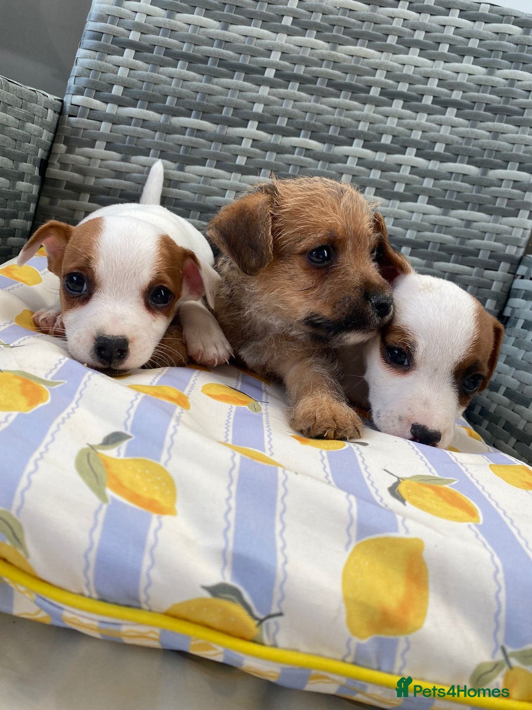 Jack Russell dogs for sale: Miniature Jack Russell puppies - Image 10