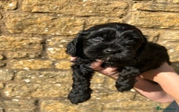 Cavapoo dogs for sale: Cavapoo puppies  - Image 16
