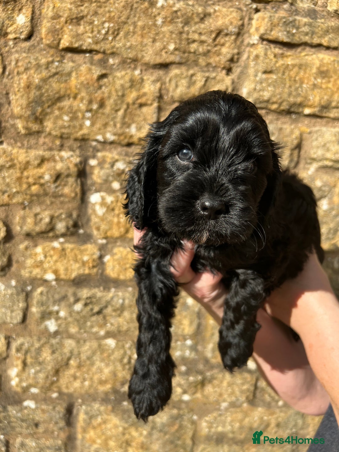 Cavapoo dogs for sale: Cavapoo puppies  - Image 16