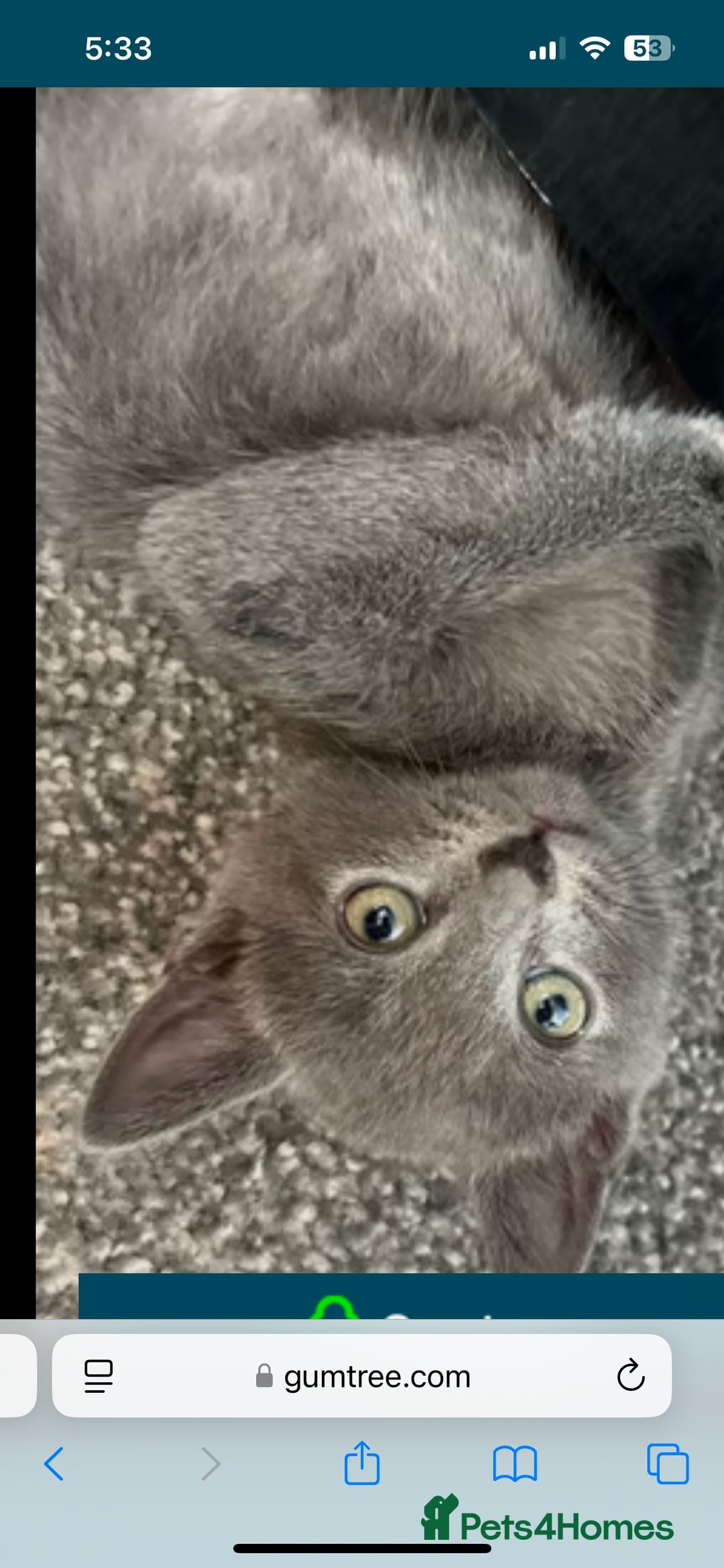 British Shorthair cats for sale: Kittens for sale  - Image 5