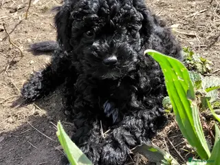 Labradoodle dogs F1b Beautiful miniature Labradoodle puppies - Advert 10