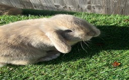 Mini Lion Lop rabbits for sale: ✨ 2 MINI LION LOPS – READY NOW ✨ - Image 3