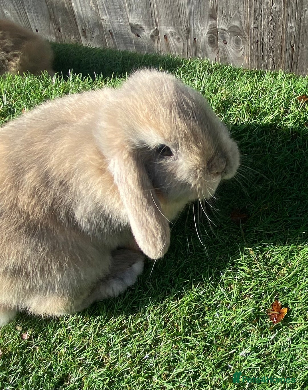 Mini Lion Lop rabbits for sale: ✨ 2 MINI LION LOPS – READY NOW ✨ - Image 3