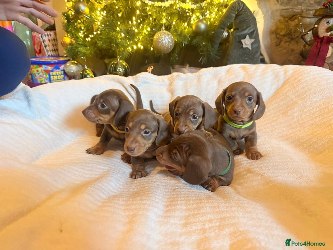 Dachshund dogs for sale: Dachshund puppies - Advert 13