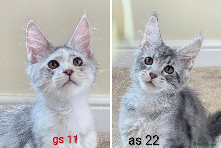 Maine Coon cats Champion Line Registered Female Kittens  - Advert 1