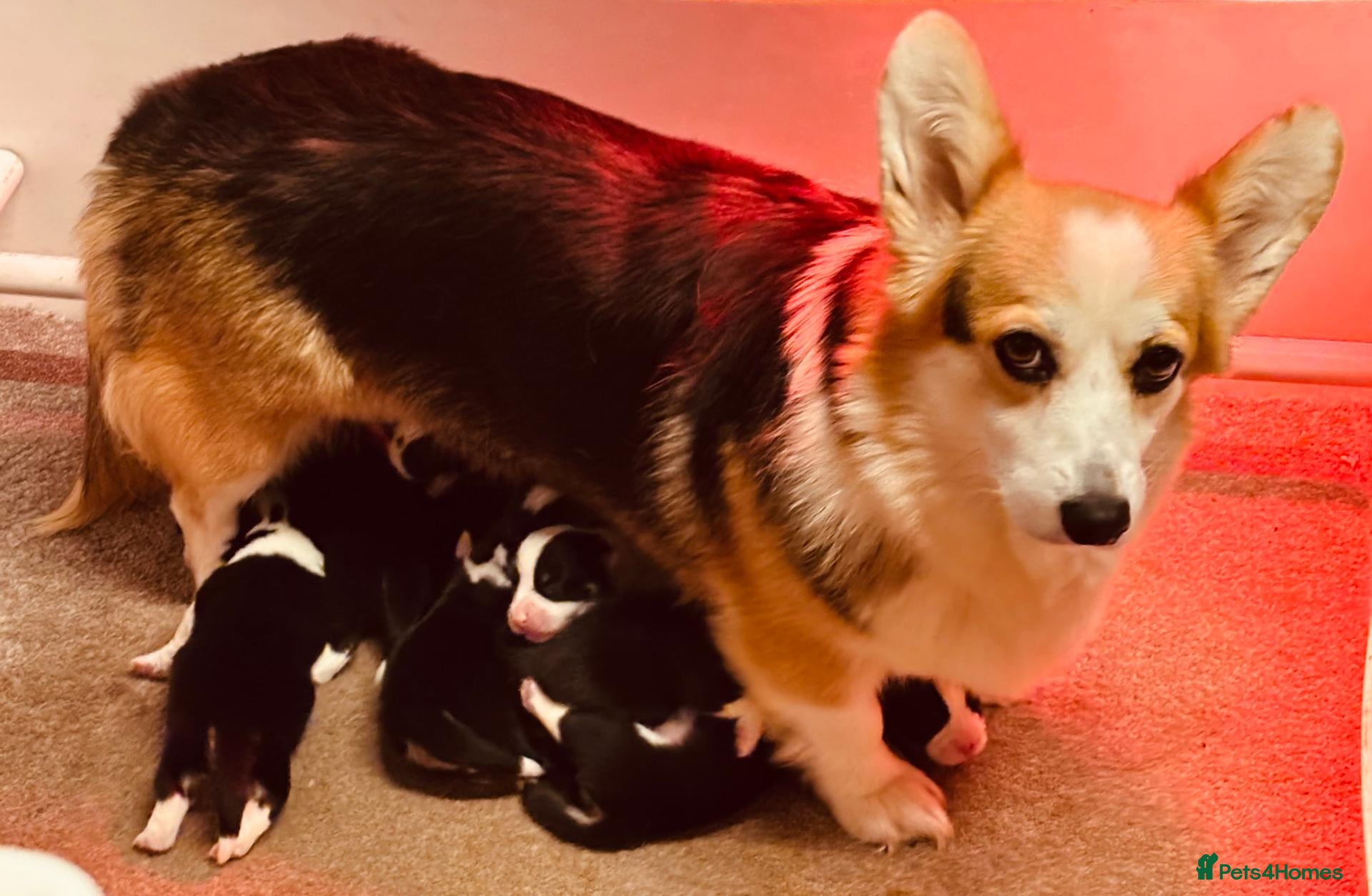 Welsh Corgi Pembroke dogs Stunning pedigree puppies, health tested parents - Advert 1