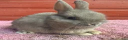 Netherland Dwarf rabbits for sale: Young Netherland Dwarfs - Advert 3