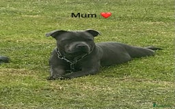 Staffordshire Bull Terrier dogs for sale: 7 beautiful blue Staffordshire bull terriers - Advert 10