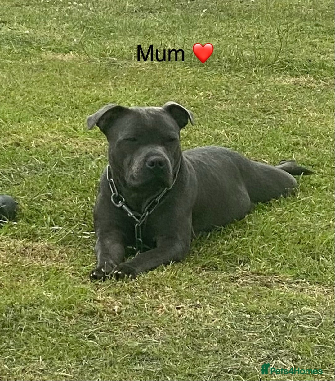 Staffordshire Bull Terrier dogs for sale: 7 beautiful blue Staffordshire bull terriers - Advert 10