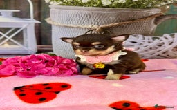 Chihuahua dogs for sale: 💜🤎 Exotic KC LC chihuahuas 🤎💜 - Image 11