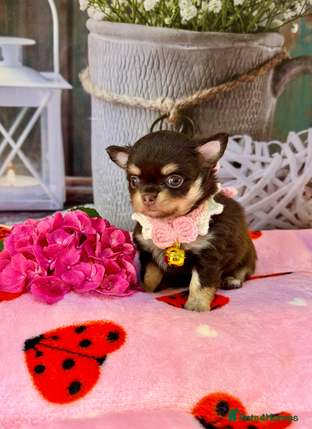 Chihuahua dogs for sale: 💜🤎 Exotic KC LC chihuahuas 🤎💜 - Image 11