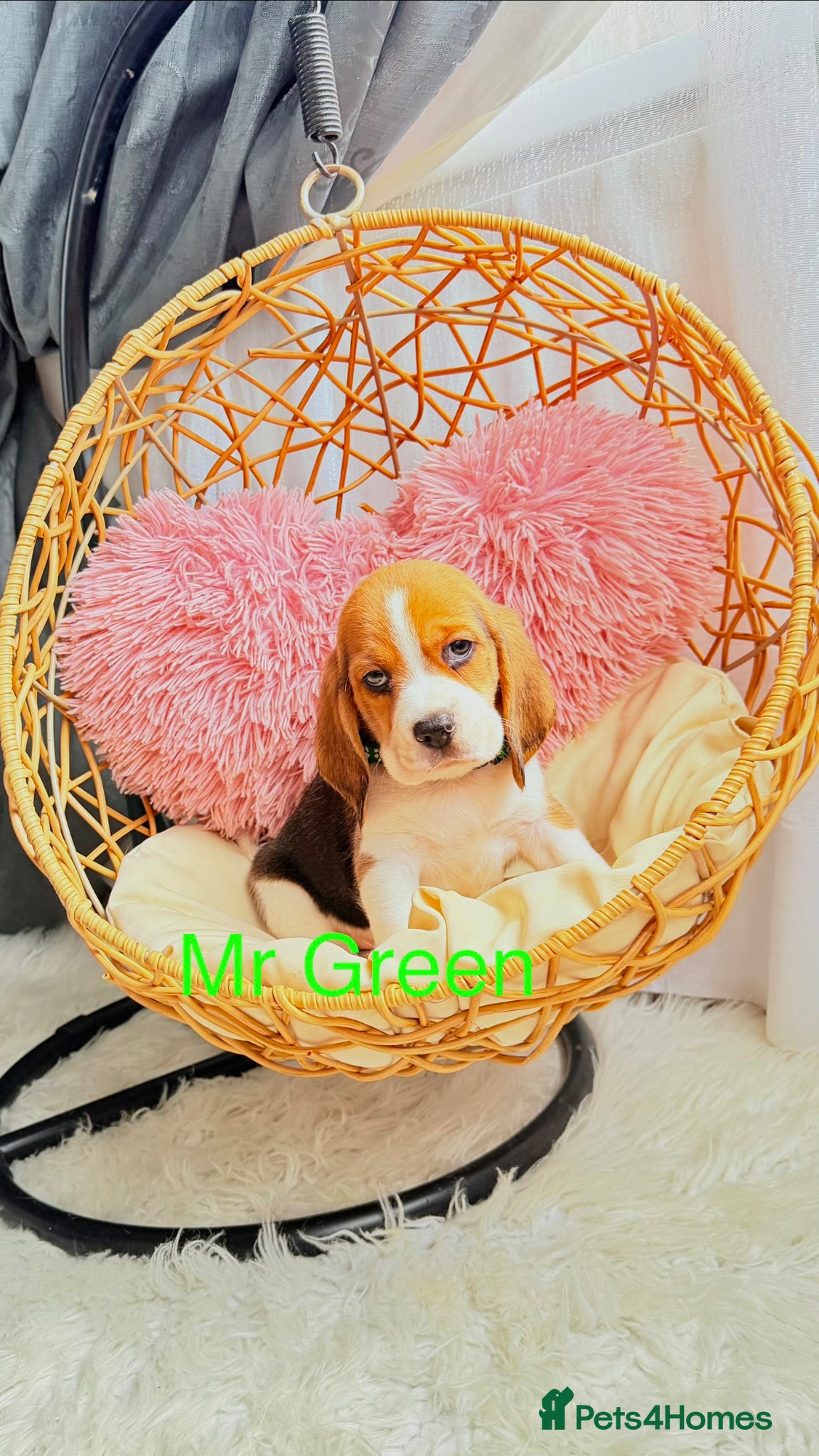 Beagle dogs for sale: 💞BEAUTIFUL BEAGLE PUPPIES 💞 - Advert 19