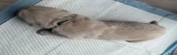 Golden Retriever dogs for sale: Golden Retriever Puppies  - Advert 18