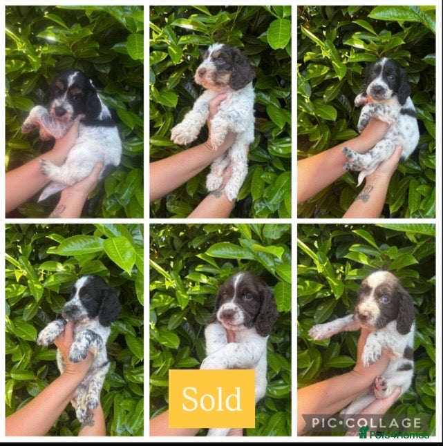 Mixed Breed dogs Sproodle Puppys for sale  - Advert 2