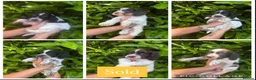 Mixed Breed dogs for sale: Sproodle Puppys for sale  in Aldershot - Advert 2