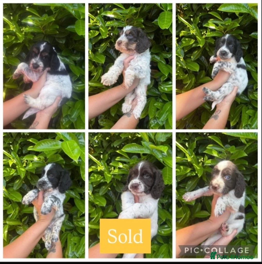 Mixed Breed dogs for sale: Sproodle Puppys for sale  in Aldershot - Advert 2
