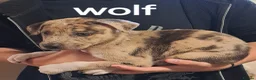 Mixed Breed dogs for sale: Alaunt x  in Wisbech - Advert 4