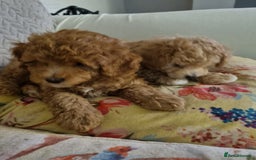Miniature Poodle dogs for sale: Beautiful Miniature poodles  - Image 11