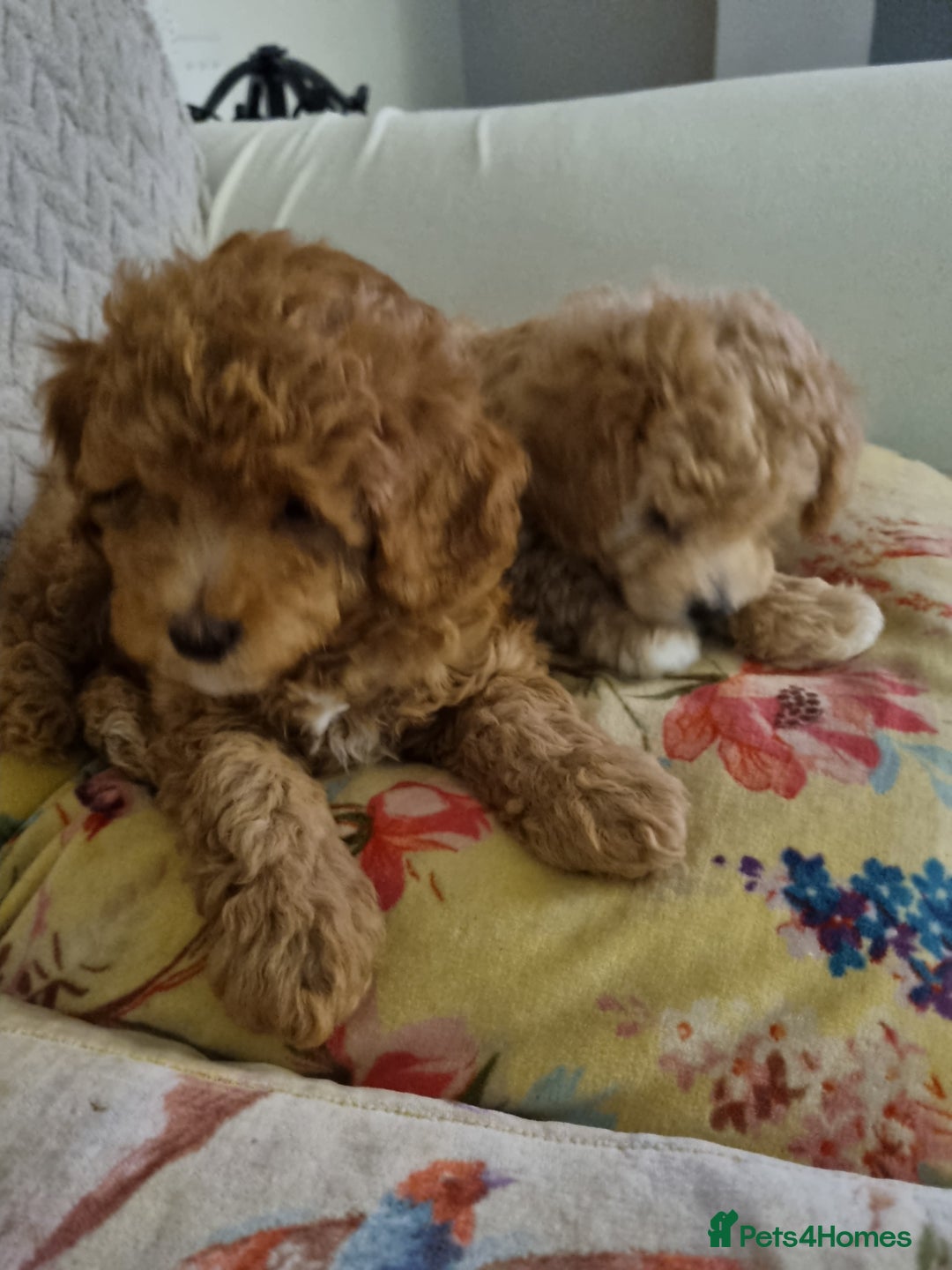 Miniature Poodle dogs for sale: Beautiful Miniature poodles  - Image 11