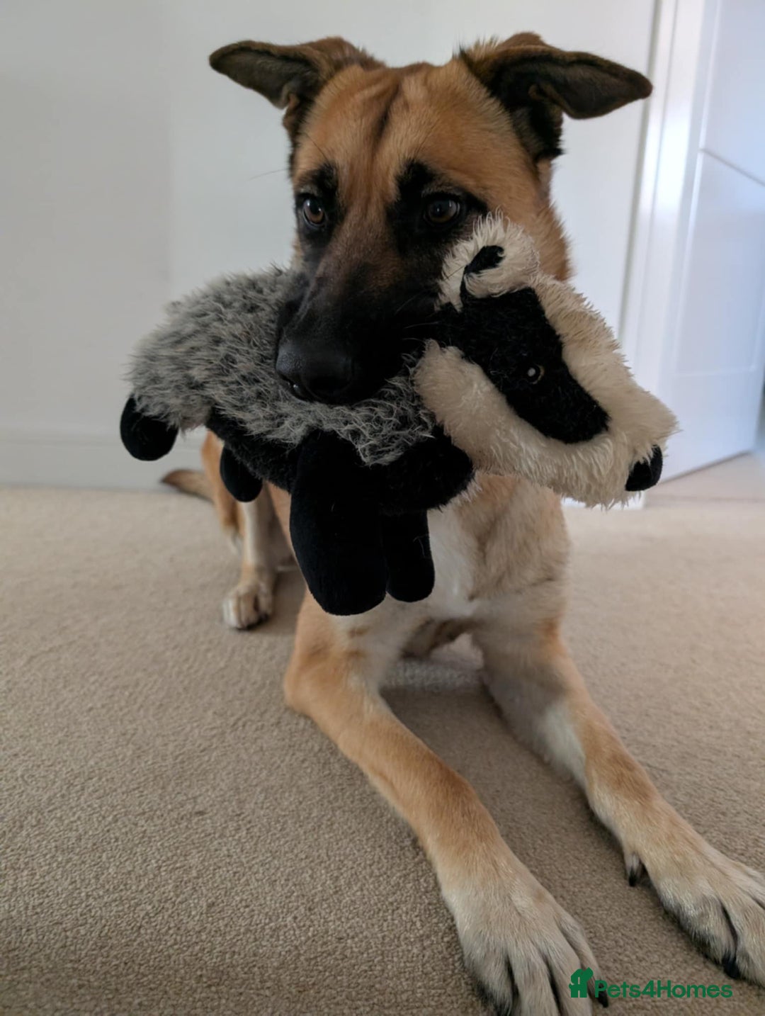 Mixed Breed dogs for adoption: Lydia the swettest fire survivor - Advert 3