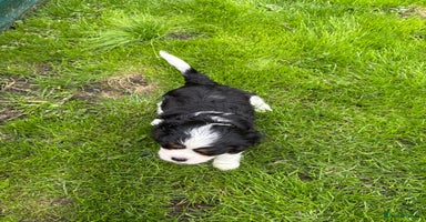 Cavalier King Charles Spaniel dogs - Advert 3