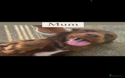 Cockapoo dogs for sale: Gorgous F1 chocolate and tan cockapoo puppies  - Image 9