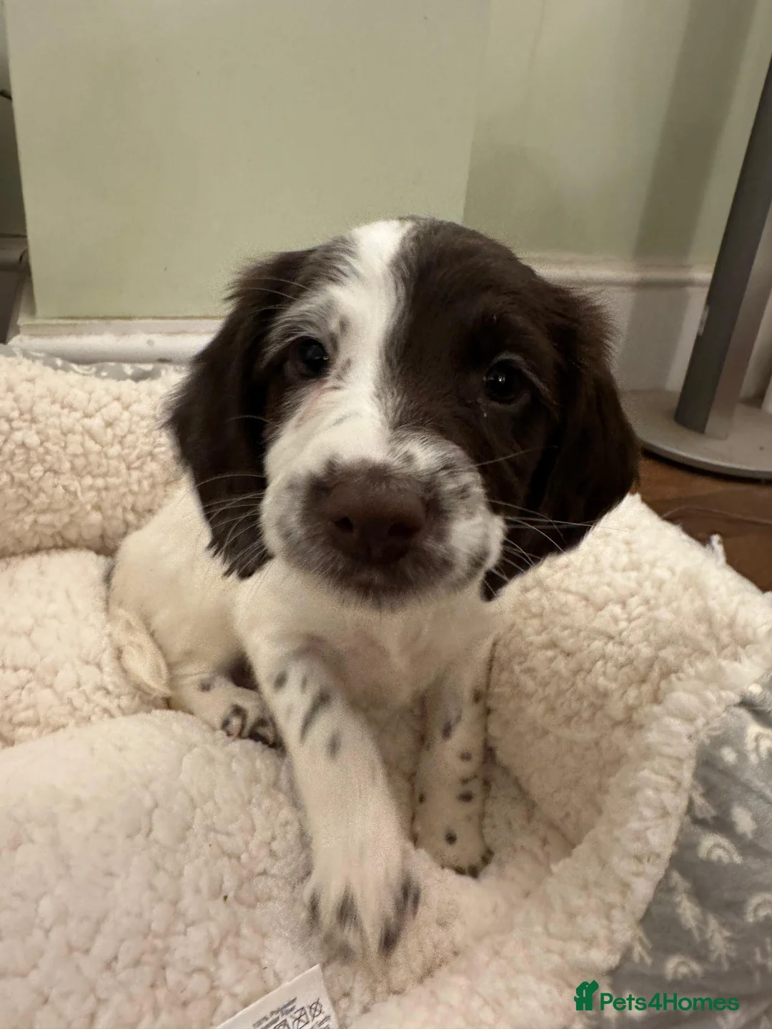 Sprocker dogs for sale: Docked Sprocker Spaniel Puppies - Advert 3