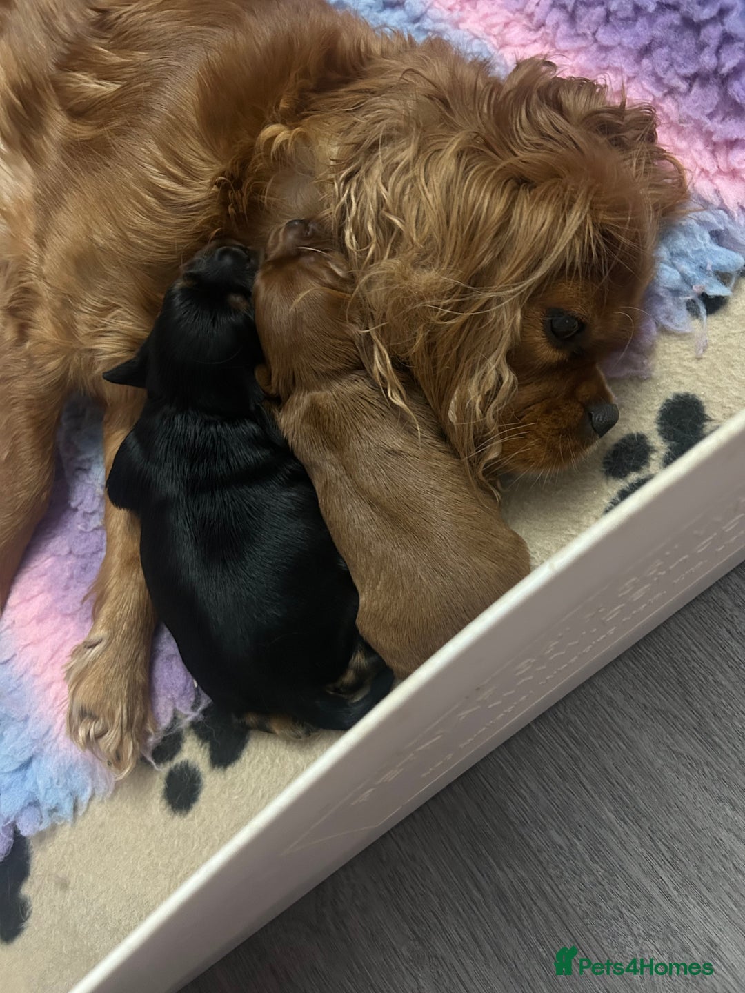 Cavalier King Charles Spaniel dogs for sale: RUBY BOY LEFT -Beautiful KC cavalier King Charles  - Advert 13